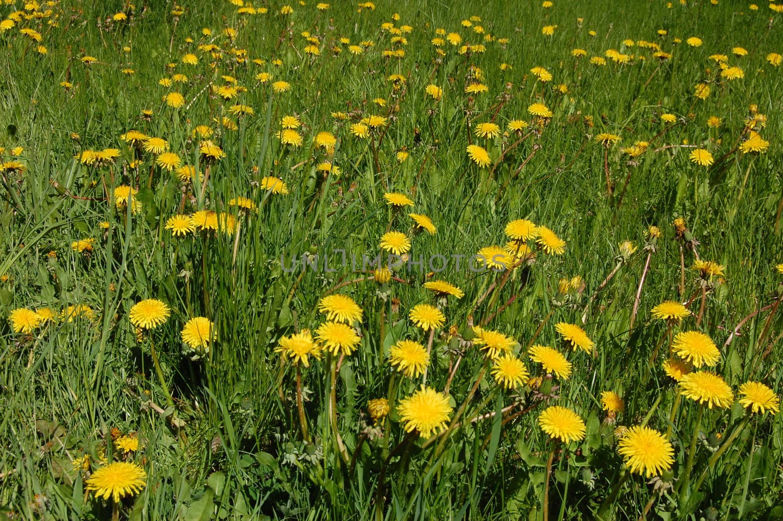Dandelions on grass.