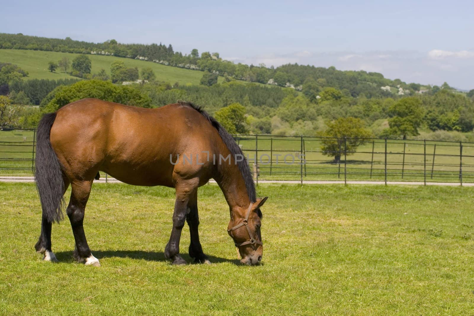 Portrait of a horse grazing