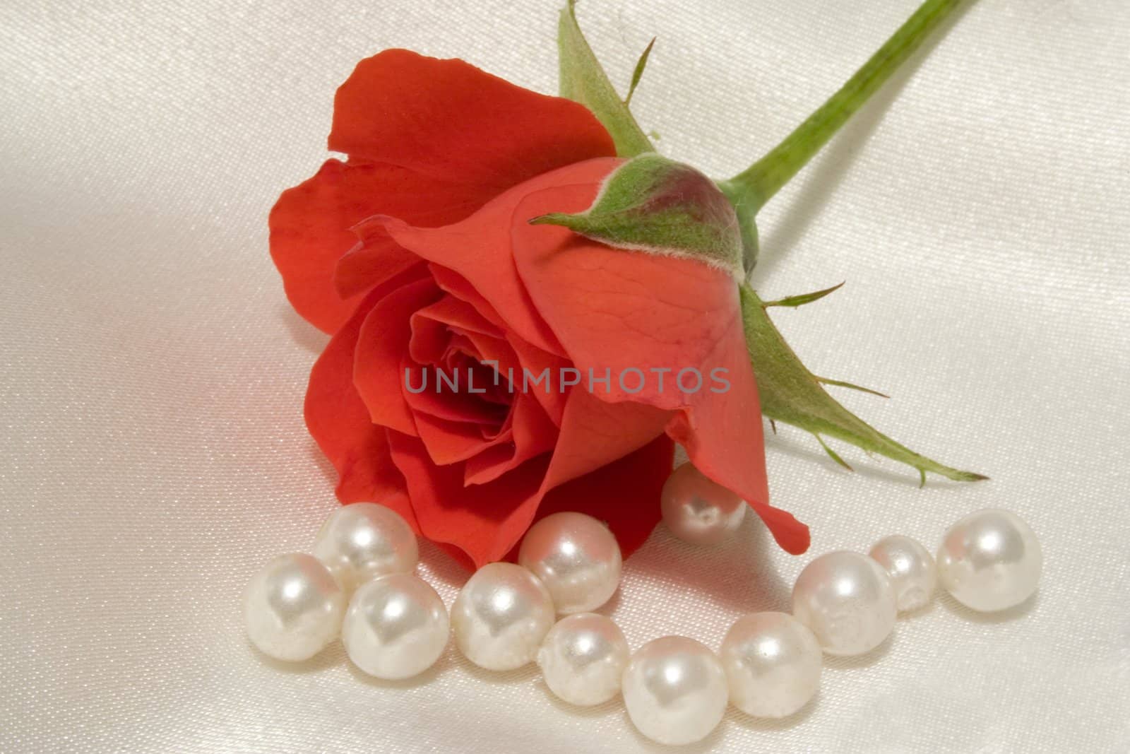 A macro of a tiny rosebud with scattered pearls, lying on white silk