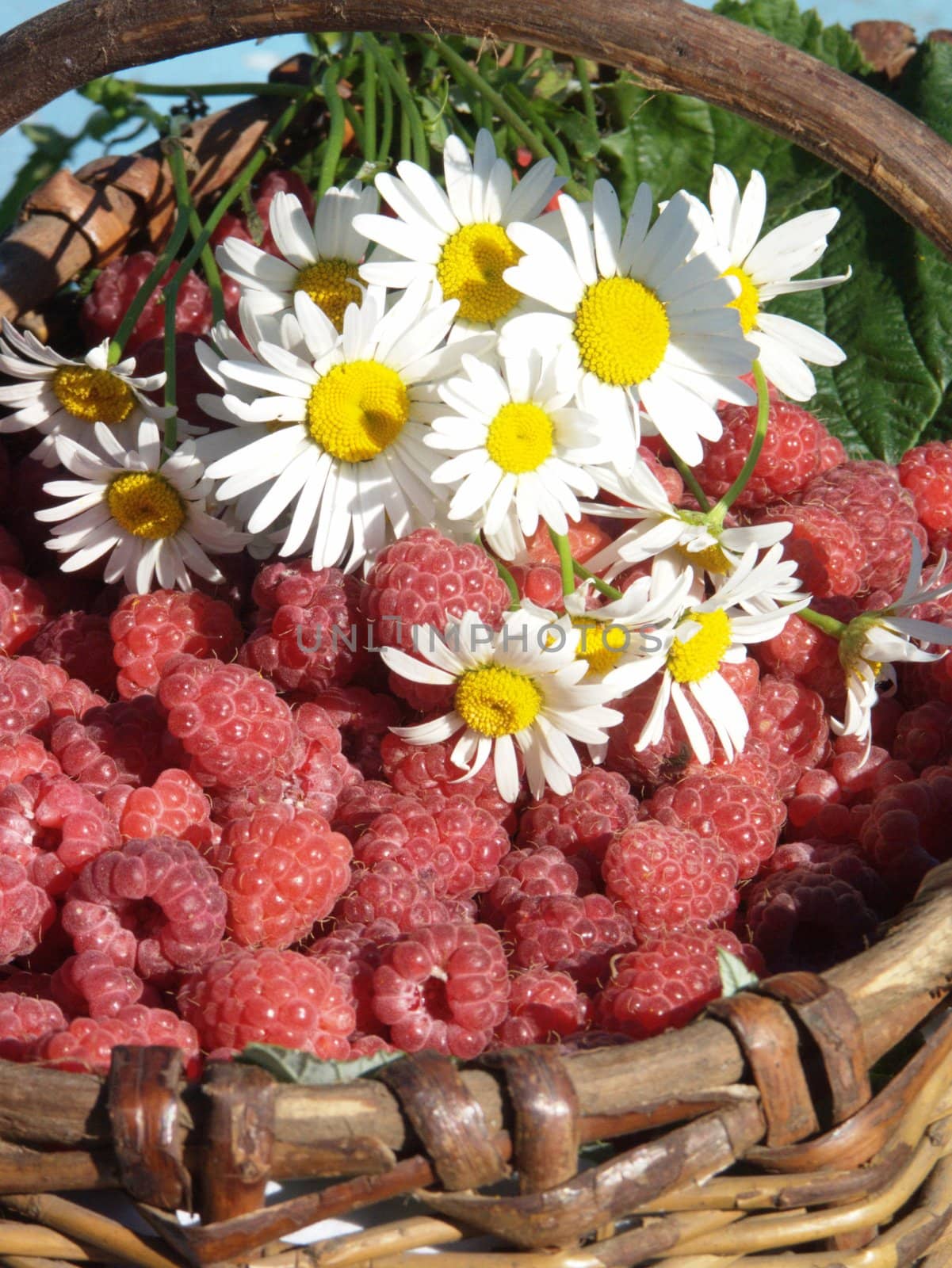 The image of a bouquet of camomiles on a raspberry in the big basket