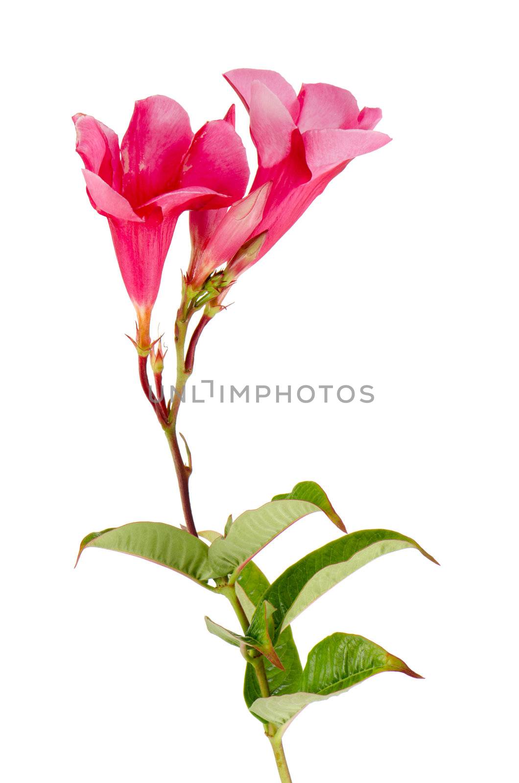 Beautiful pink hibiscus flower isolated on white background.