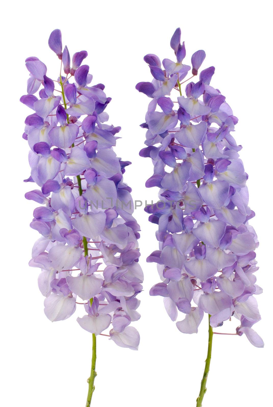 Purple wisteria flowers isolated on white background.
