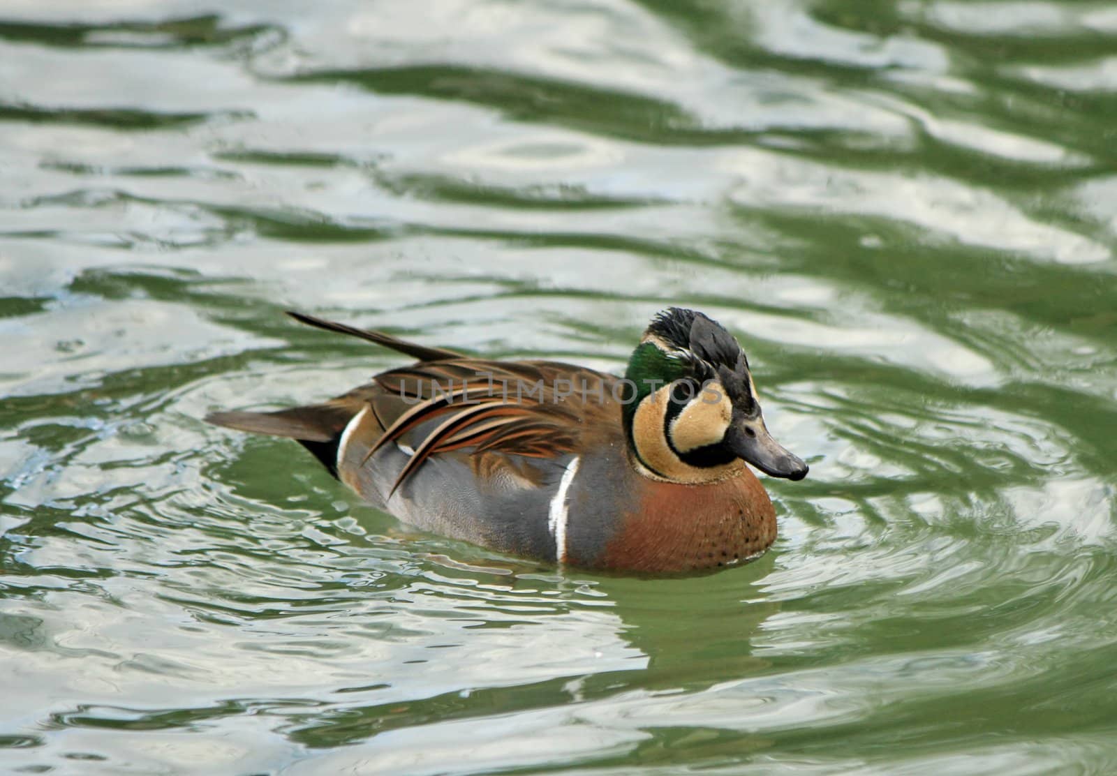 Baikal teal (anas formosa), also called the bimaculate duck or s by Elenaphotos21