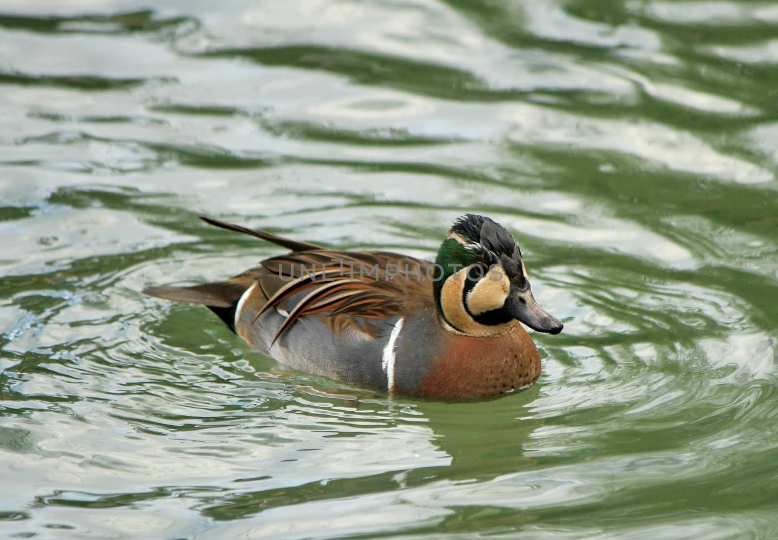 Baikal teal (anas formosa), also called the bimaculate duck or squawk duck floating on the water. This species was classified vulnerable till 2011 due to destruction of its winter habitat.