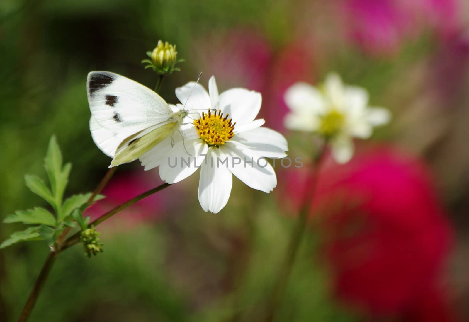 Small white (Pieris rapae) female butterfly on a little daisy