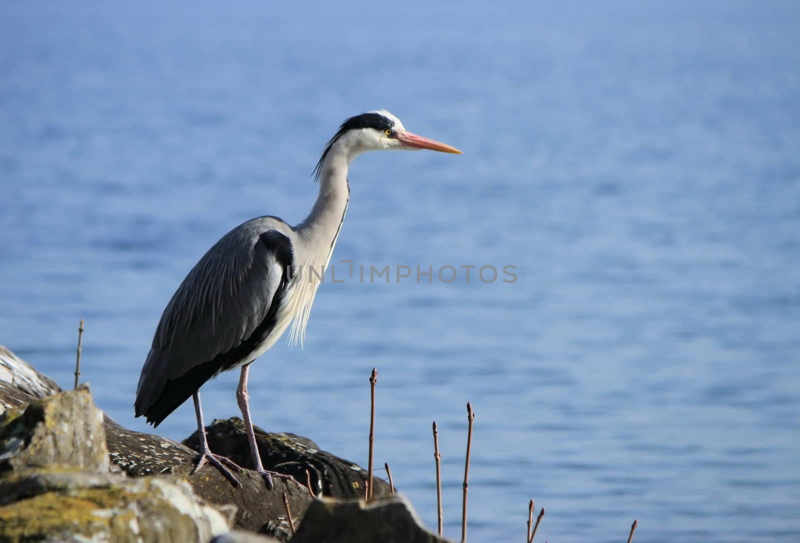 Quiet grey heron standing on a rock next to the water lake