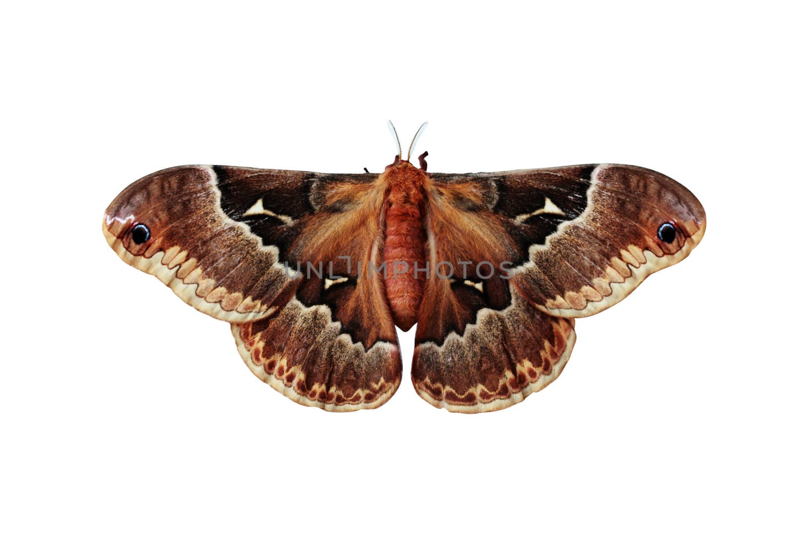 Callosamia promethea (Promethea silkmoth) isolated on a white background.
