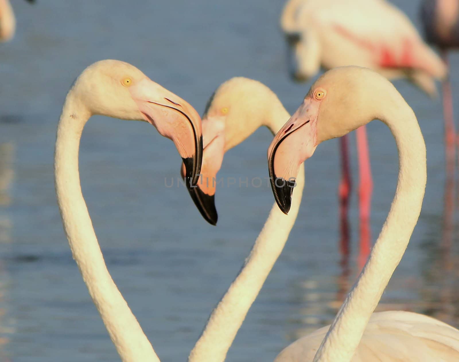 Close up of white flamingo heads