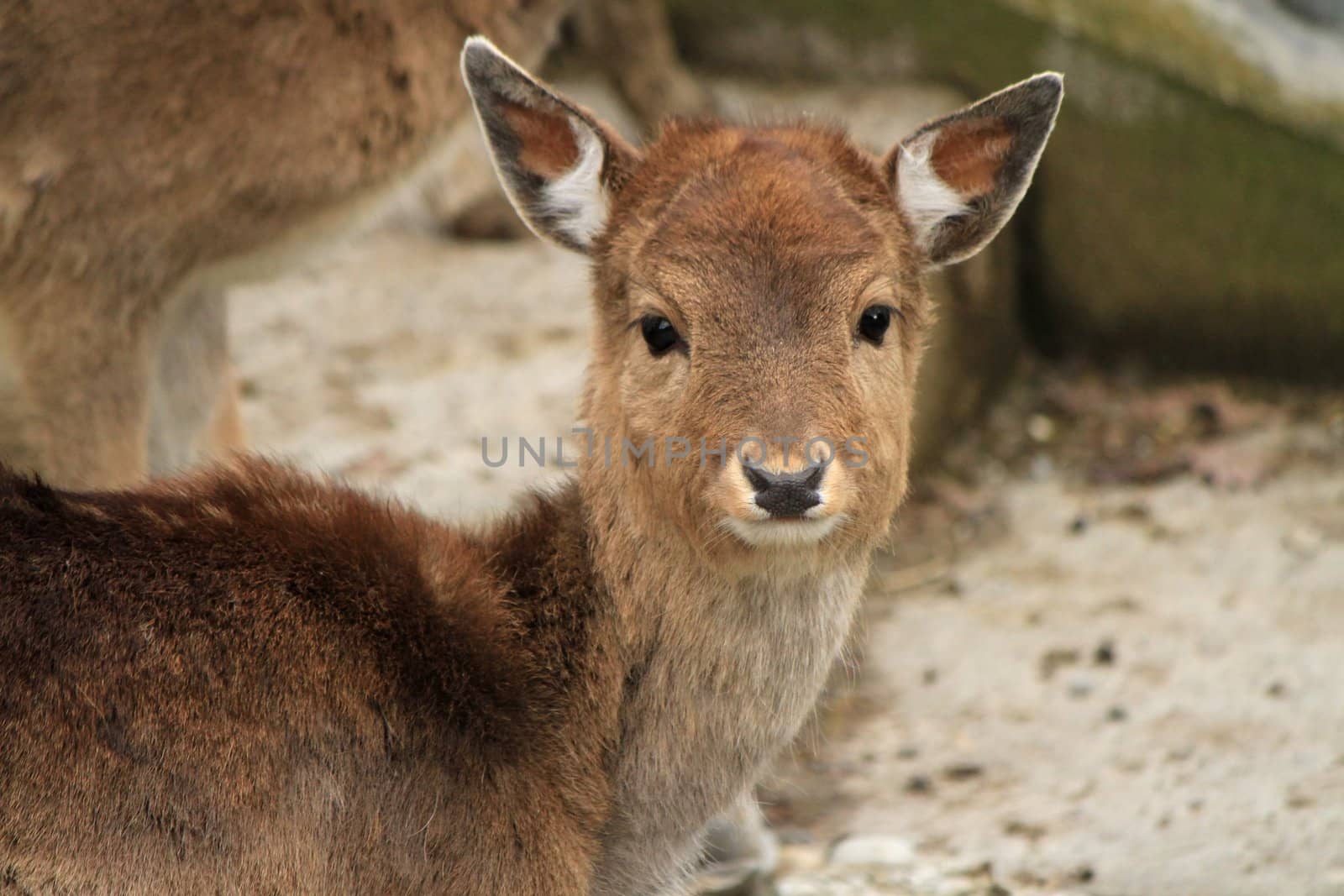 Close up of a doe head