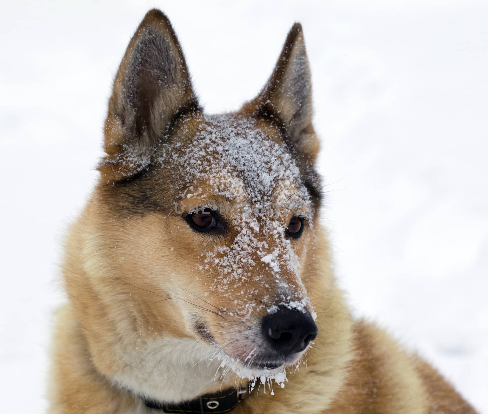 Muzzle of hunting dogs in the snow. Portrait