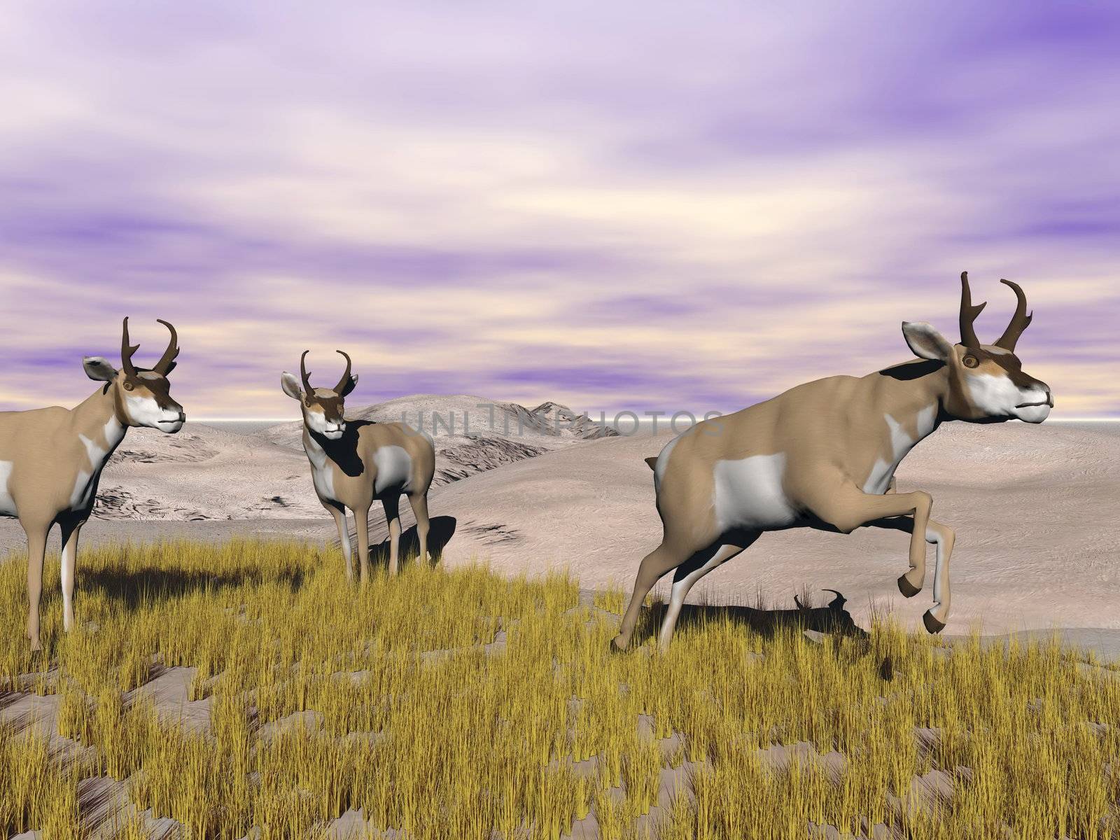 Three pronghorn antelopes in the grassland by cloudy day