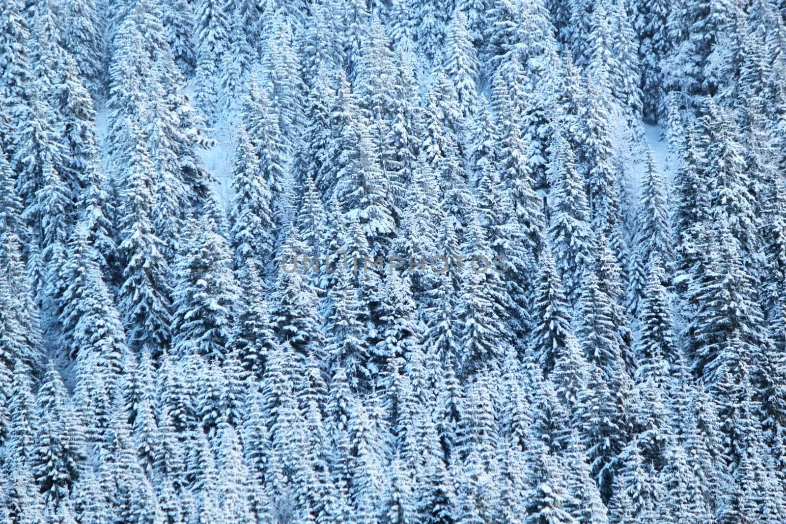 Close up on winter fir trees woods covered with fresh snow
