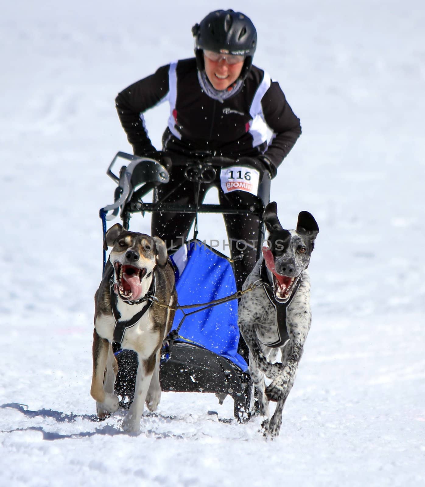 PLATEAU MOSSES - LA LECHERETTE - MARCH 10 : international race sled dogs on March 10, 2013 at plateau Mosses - La Lecherette, Switzerland.