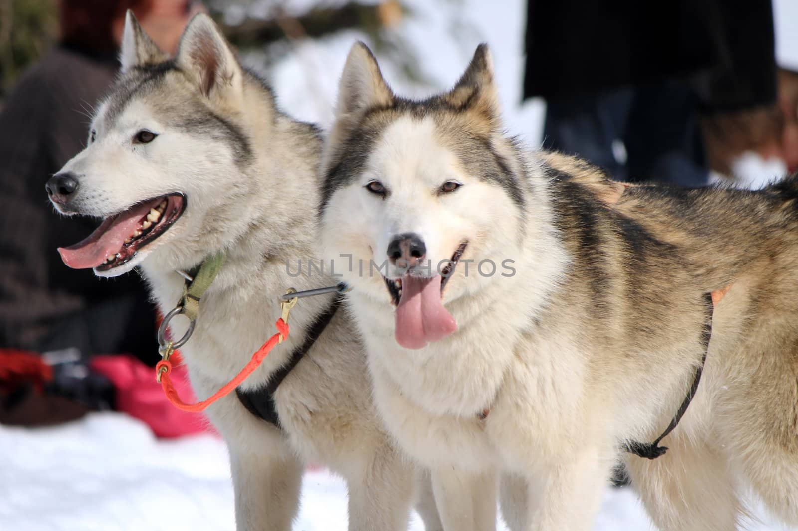 A husky sled dog team at rest with tongue outside by winter day