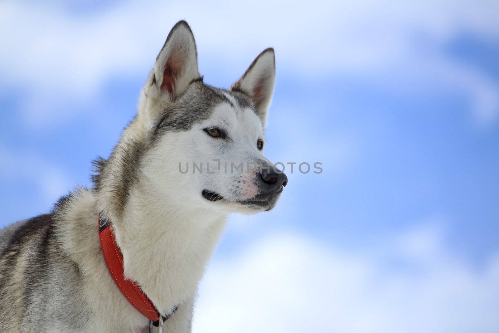 Siberian husky dog wearing red necklace portrait and cloudy sky background