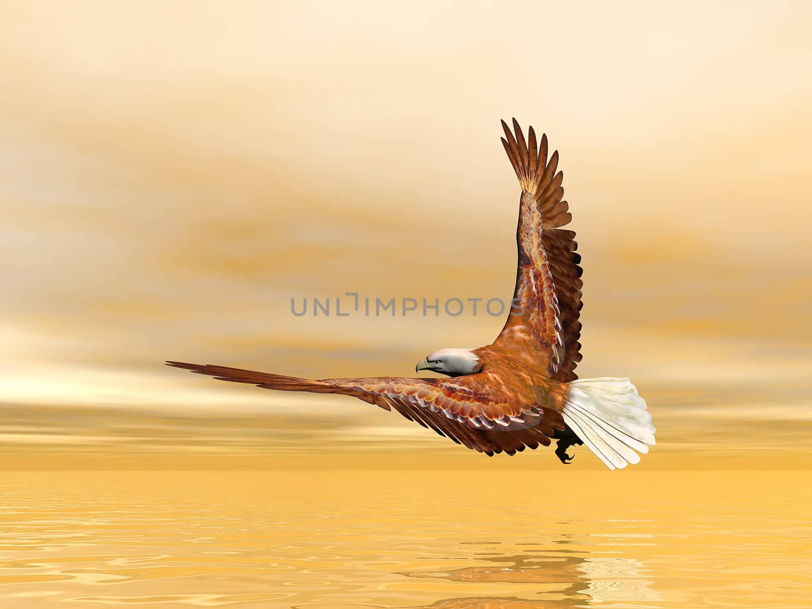Eagle flying - 3D render by Elenaphotos21