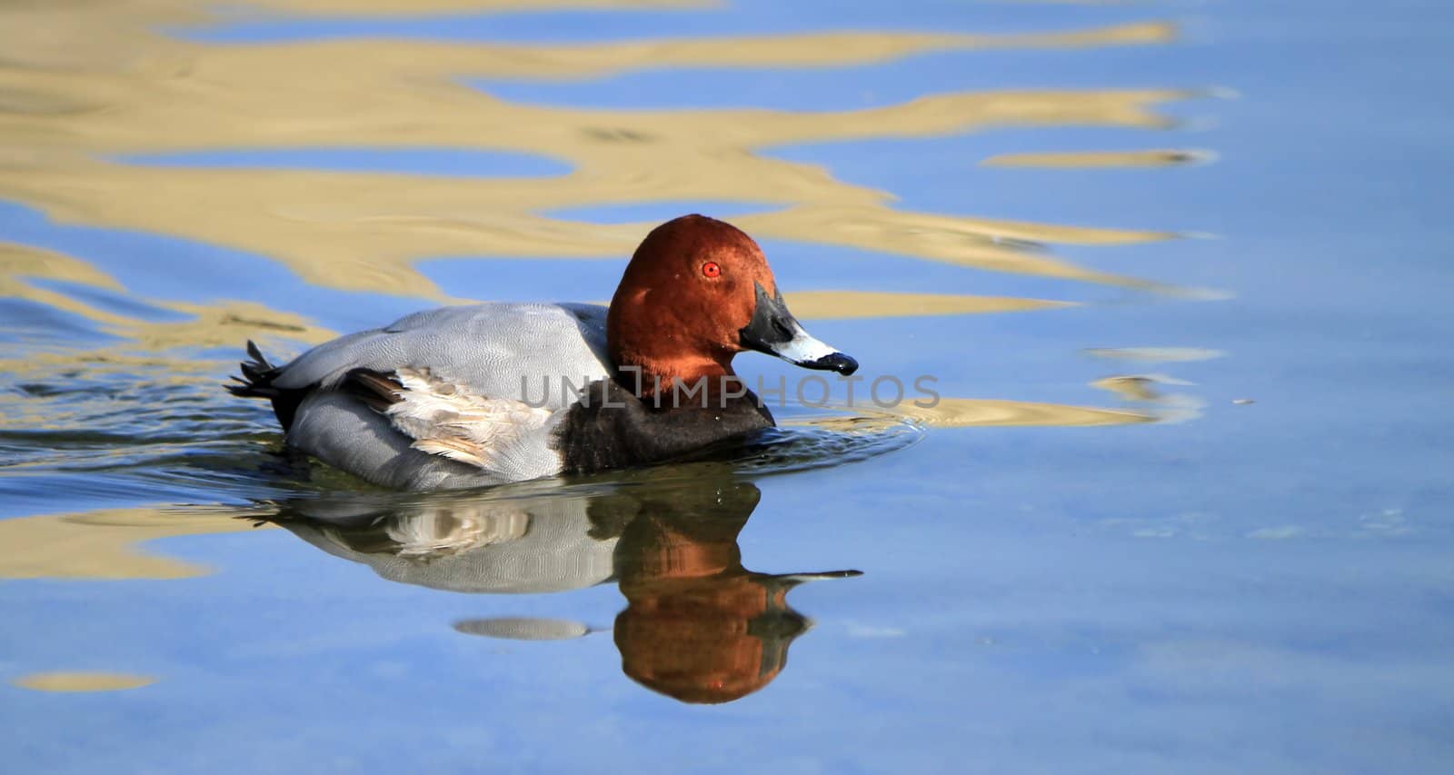 Beautiful pochard male duck with its red eye floating on colorful quiet water lake