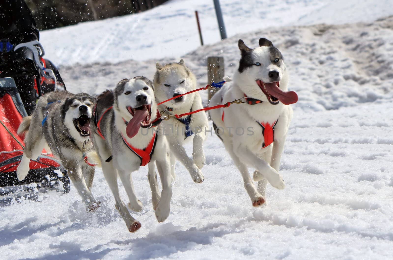 A husky sled dog team running fast with tongue outside by winter day