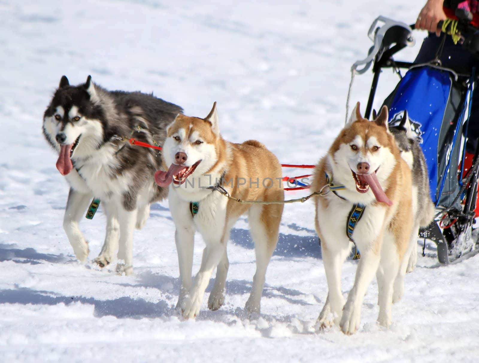 A husky sled dog team at work with tongue outside by winter day