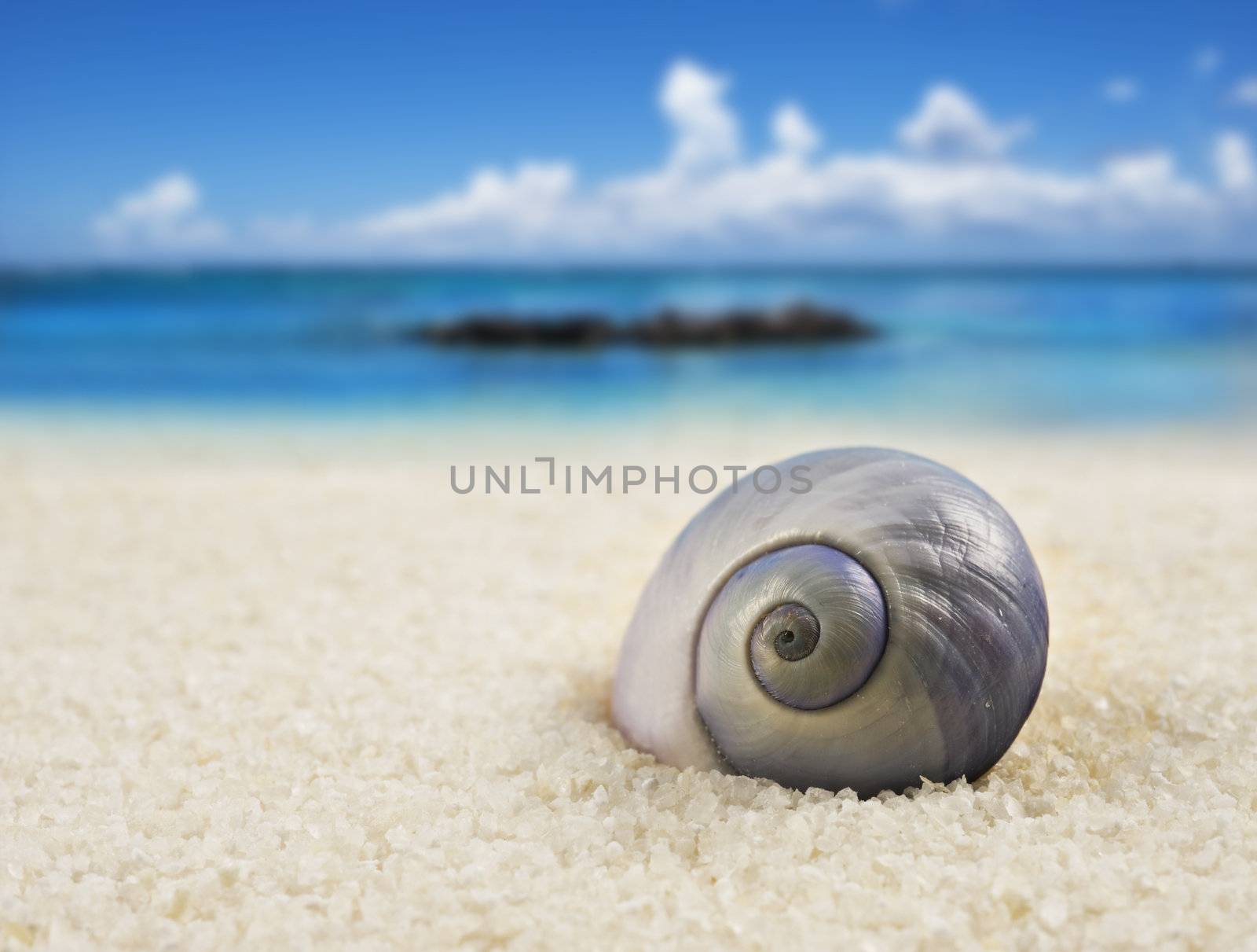 a Beautiful perfectly shaped sea shell on the beach by tish1