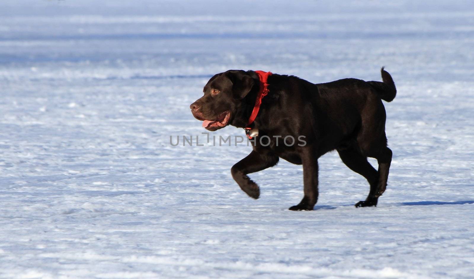 Black labrador retriever dog wearing red necklace and walking on the ice by sunset