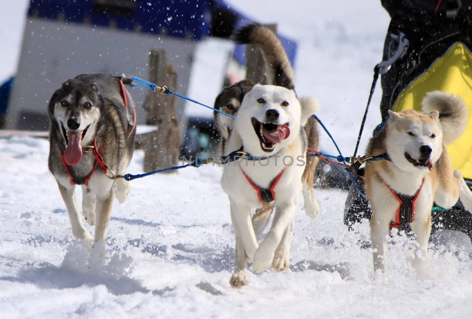 A husky sled dog team running fast with tongue outside by winter day