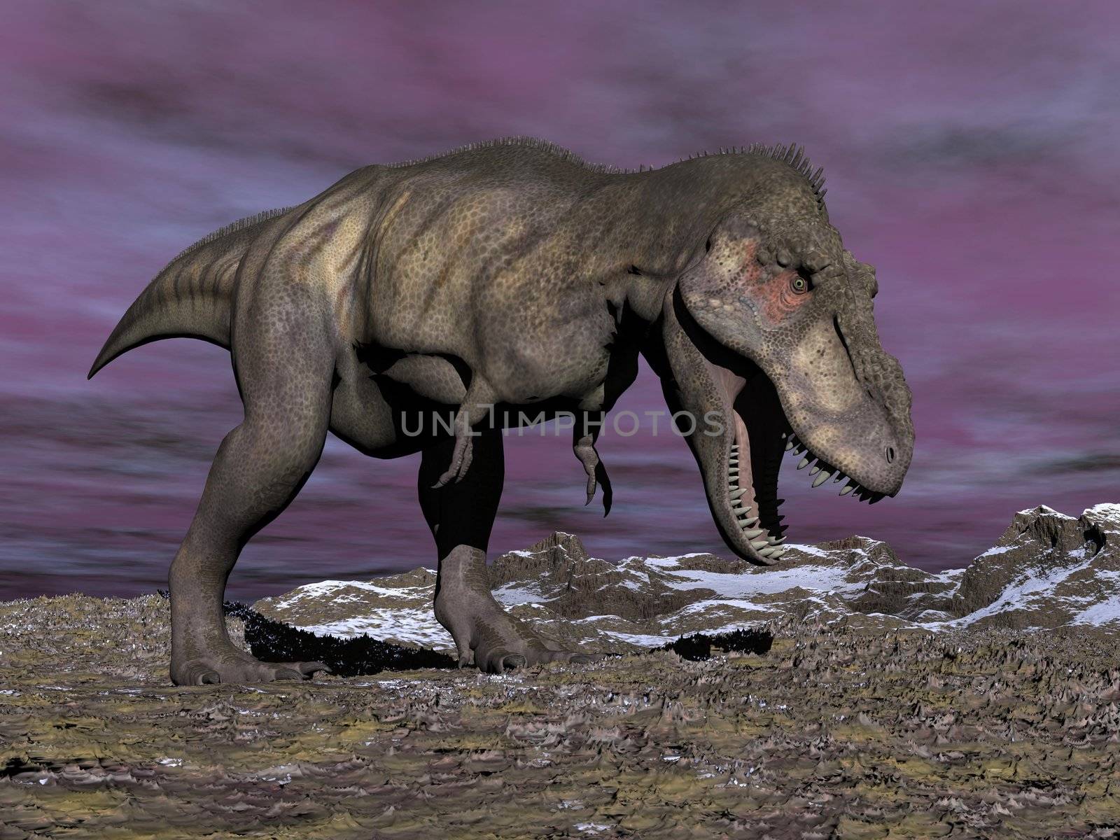 Agressive tyrannosaurus dinosaur walking in the desert by cloudy winter day with its mouth open showing his teeth