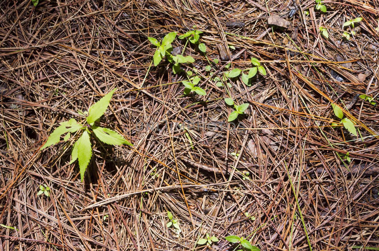 new plant is growing out of soil.