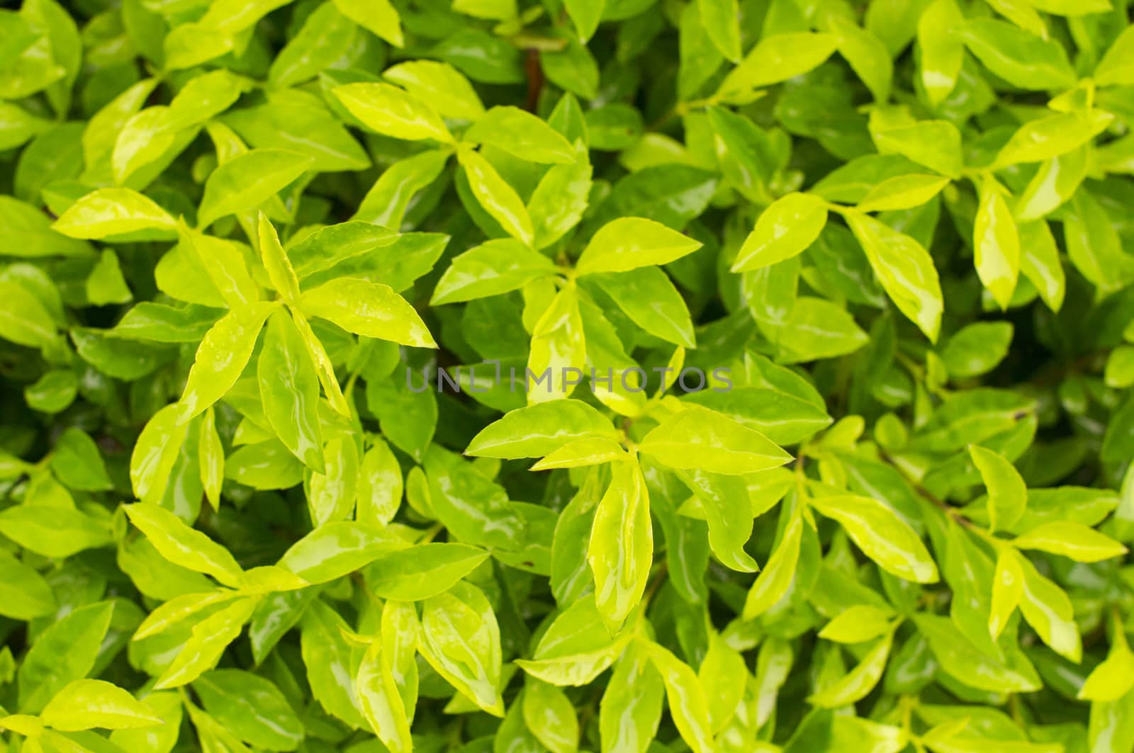 close up of bush plant after rains, with shallow depth of field.