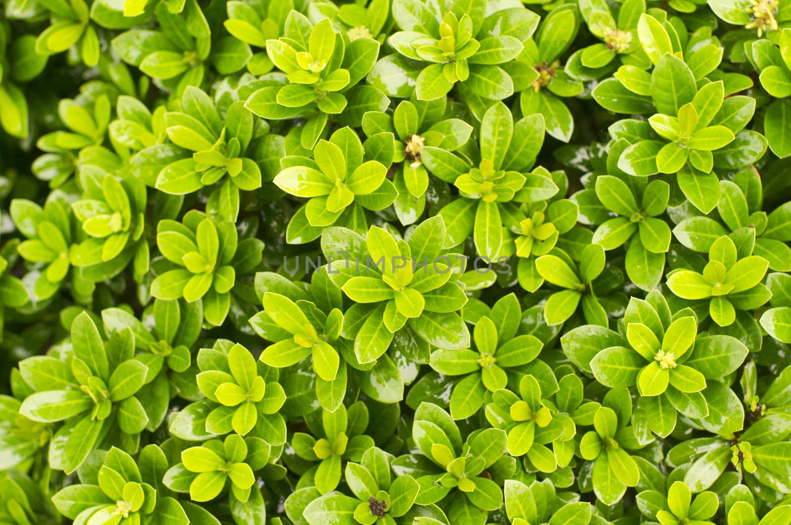 close up of bush plant after rains, with shallow depth of field.