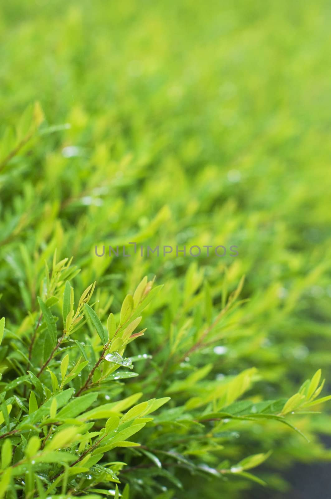 foliage close up after rains, with dews on leaves. Shallow depth of field.