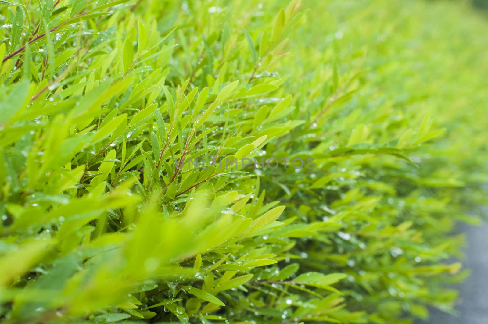 foliage close up after rains, with dews on leaves. Shallow depth of field.