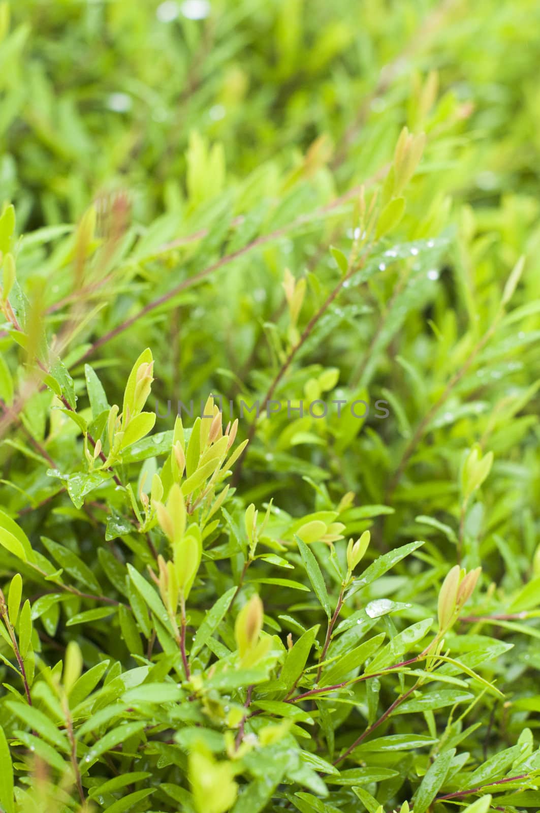 foliage close up after rains, with dews on leaves. Shallow depth of field.