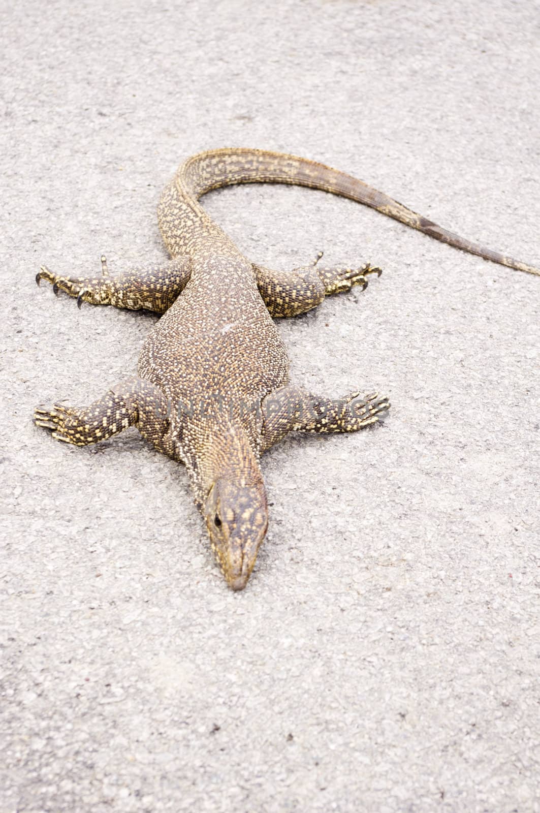 monitor lizard, can be found in many asian countries. 