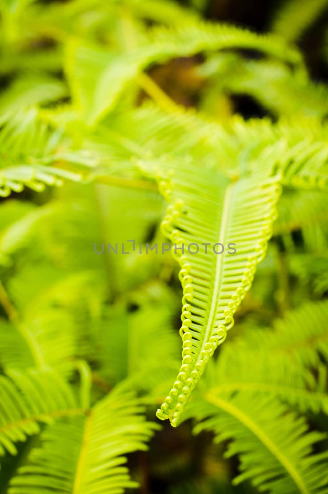 a close up view of fern leaf in a forest.