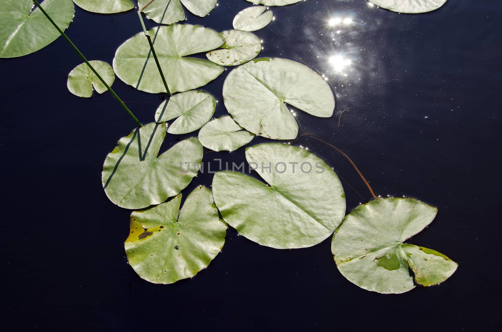 Background closeup of lake water, lily leaves the sun reflection