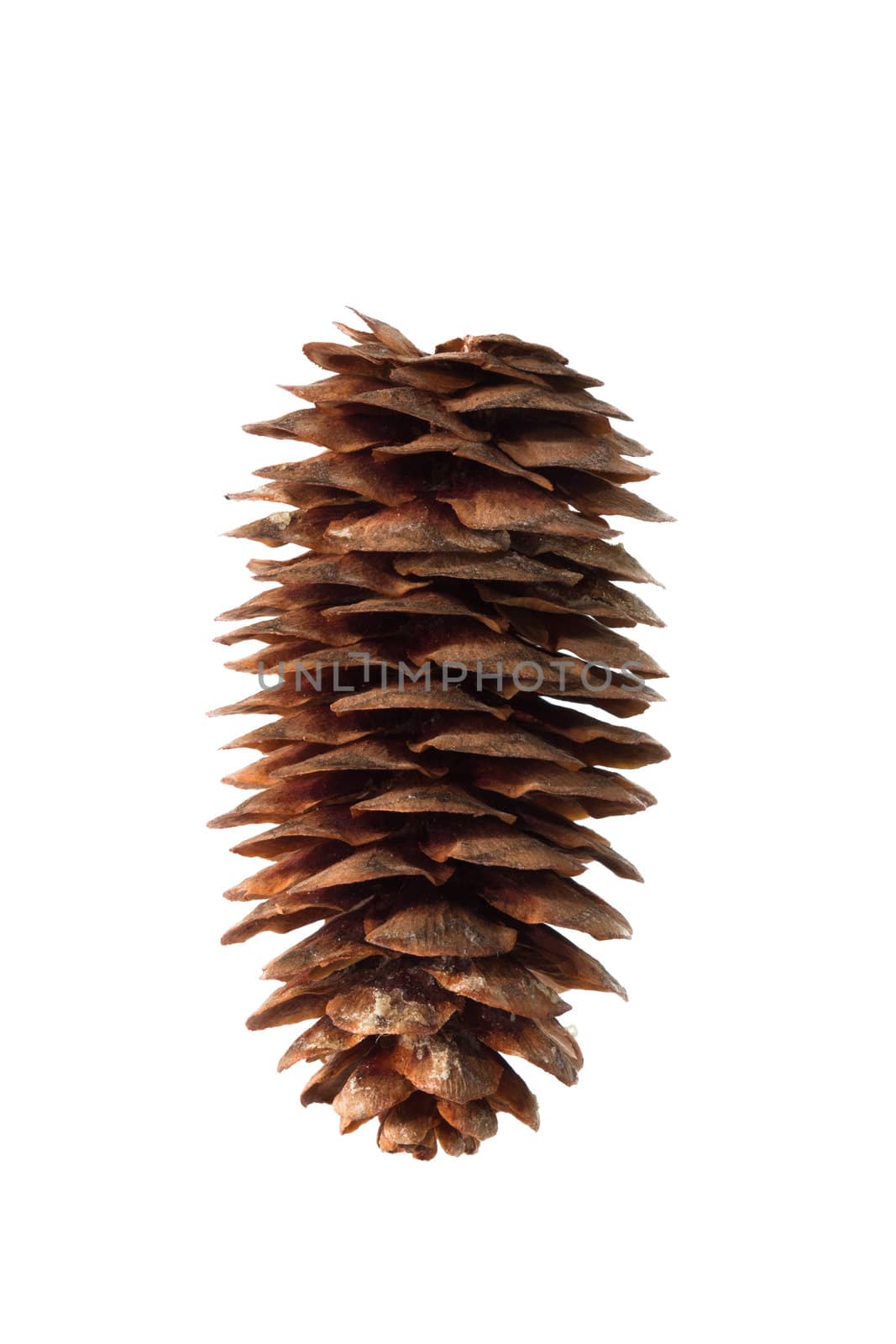 Fir-cone it is isolated on a white background