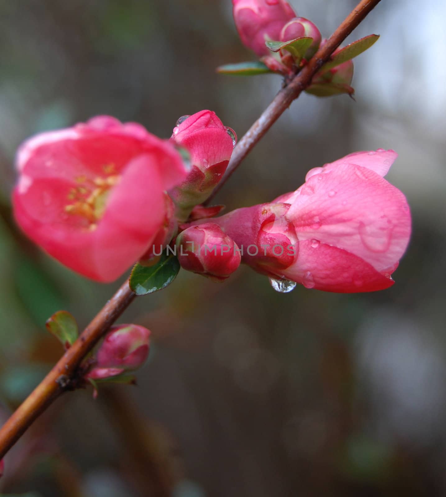 begonia flower bloom with raindrops by nehru