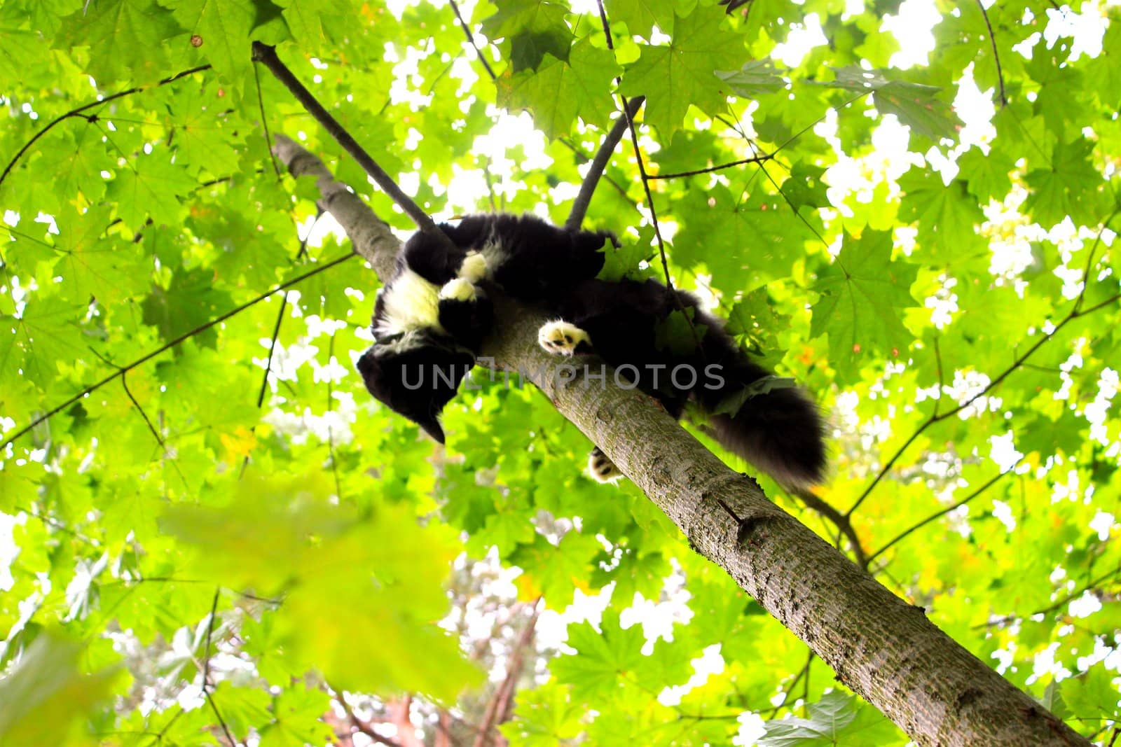 Black and white Funny cat is sitting on a tree like a bird