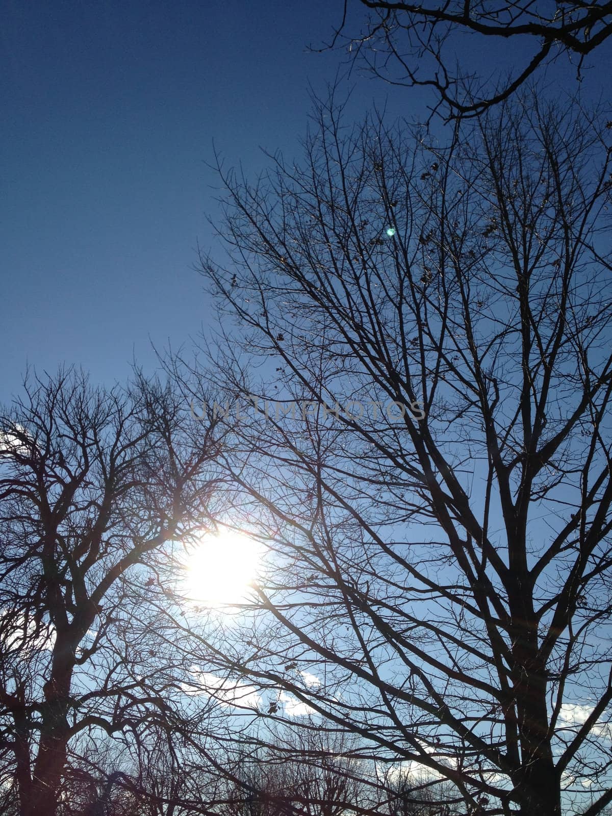 Winter Tree Against Sky