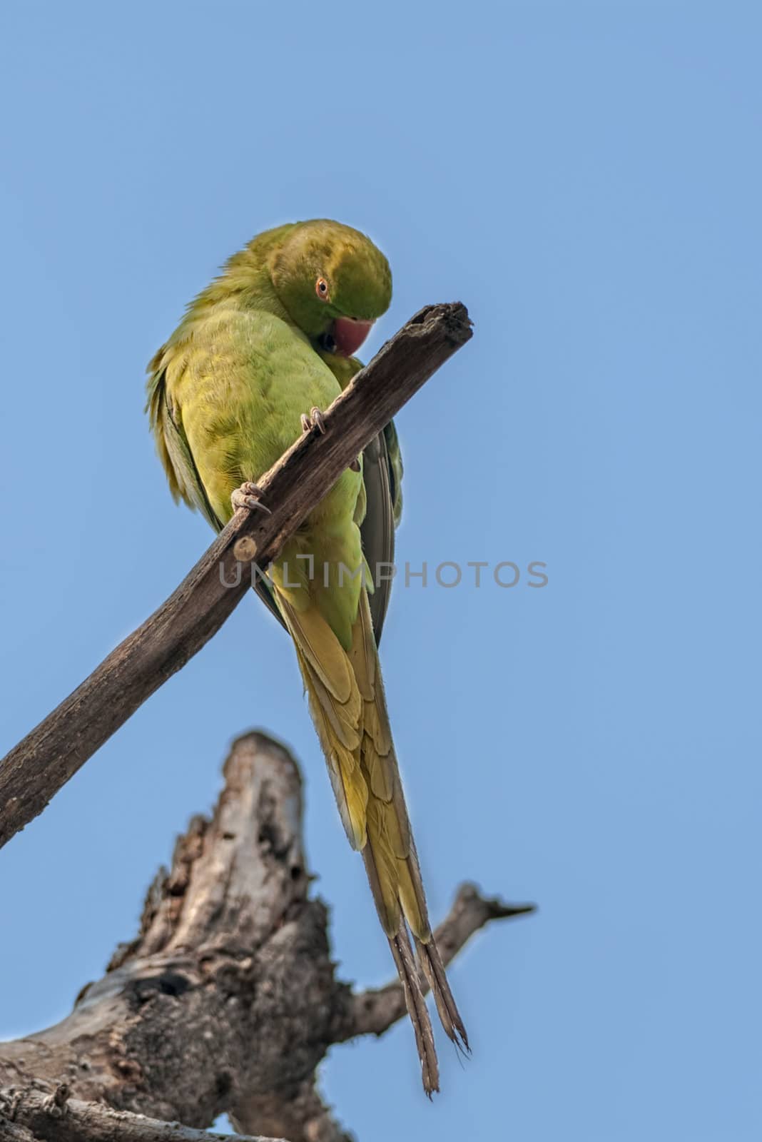 Rose-ringed Parakeet, perched on a tree branch, nature, copy space