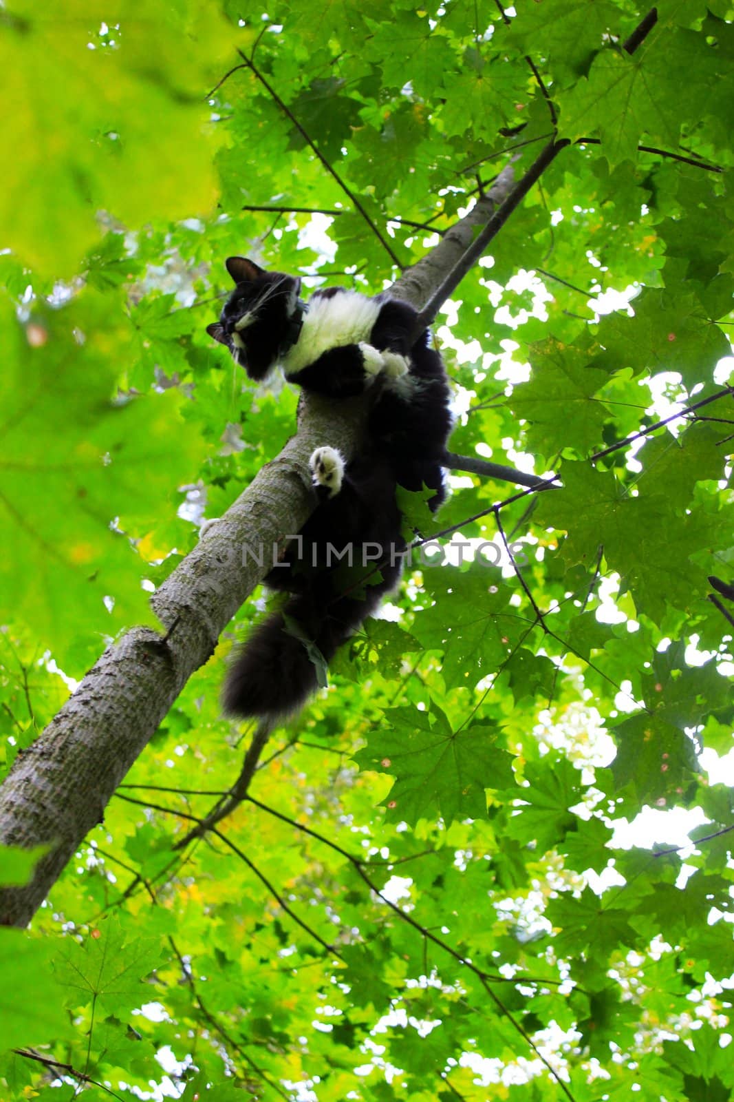 Funny cat is sitting on a tree like a bird by Metanna