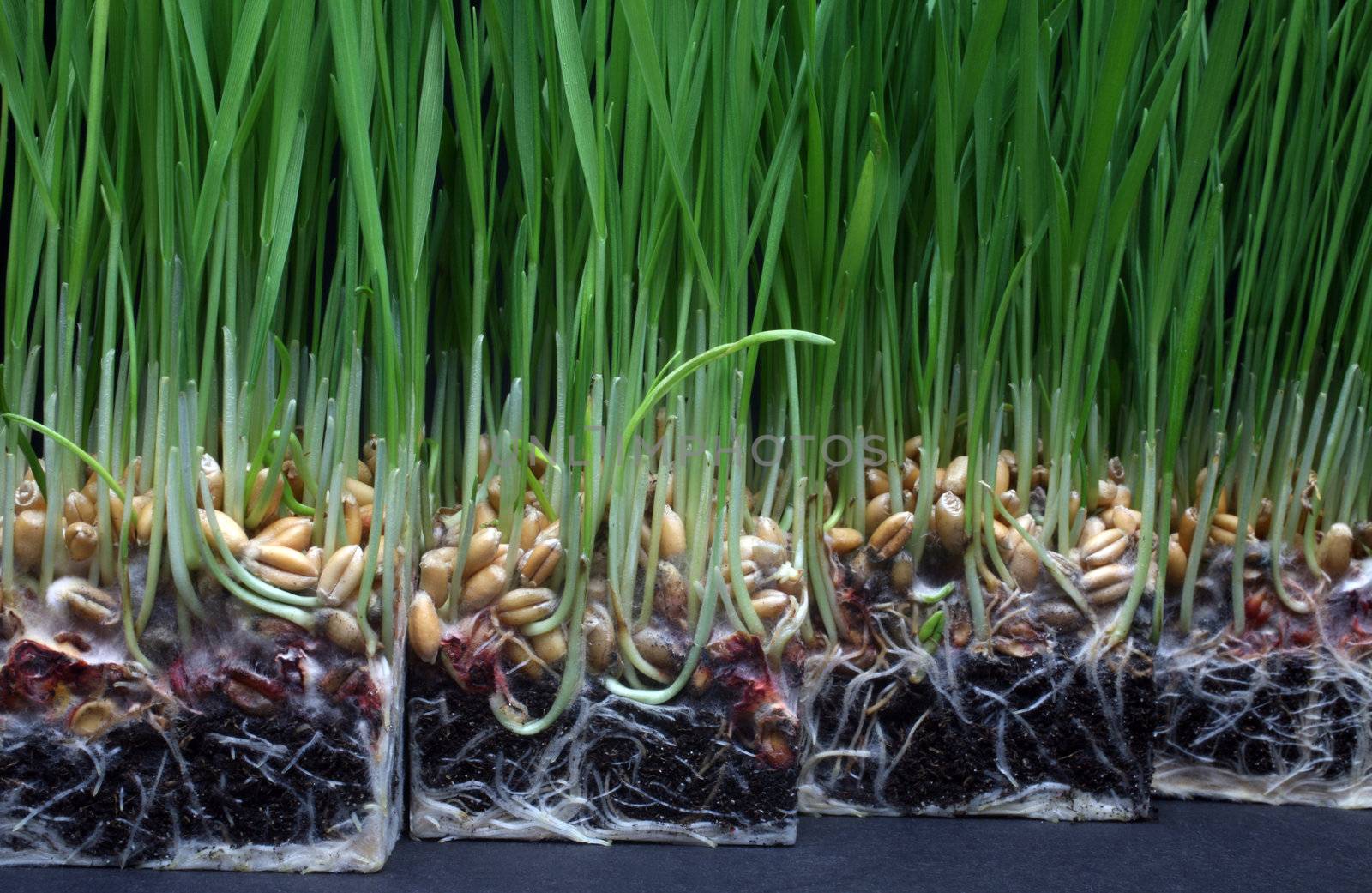 Growth wheat