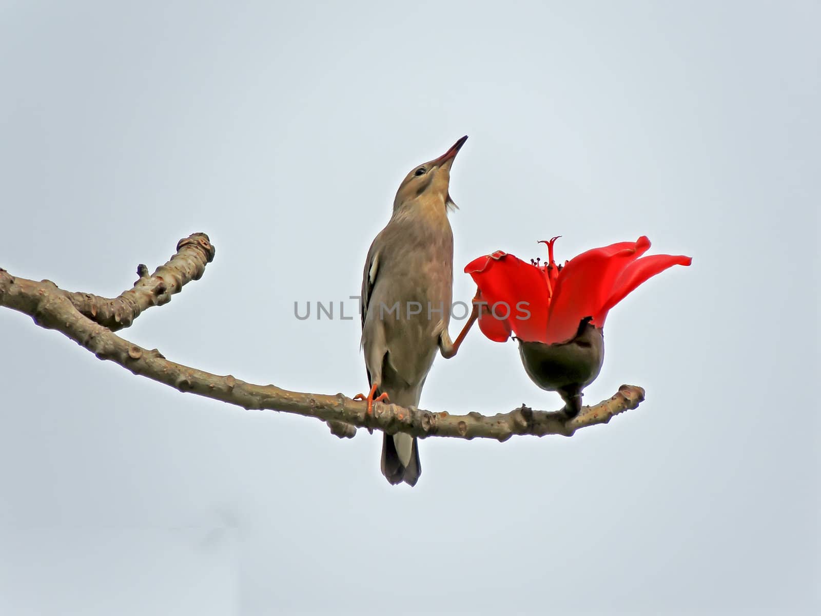 Kapok flower is the  bird's favorite food ,His scientific name is  Bomhax seiba