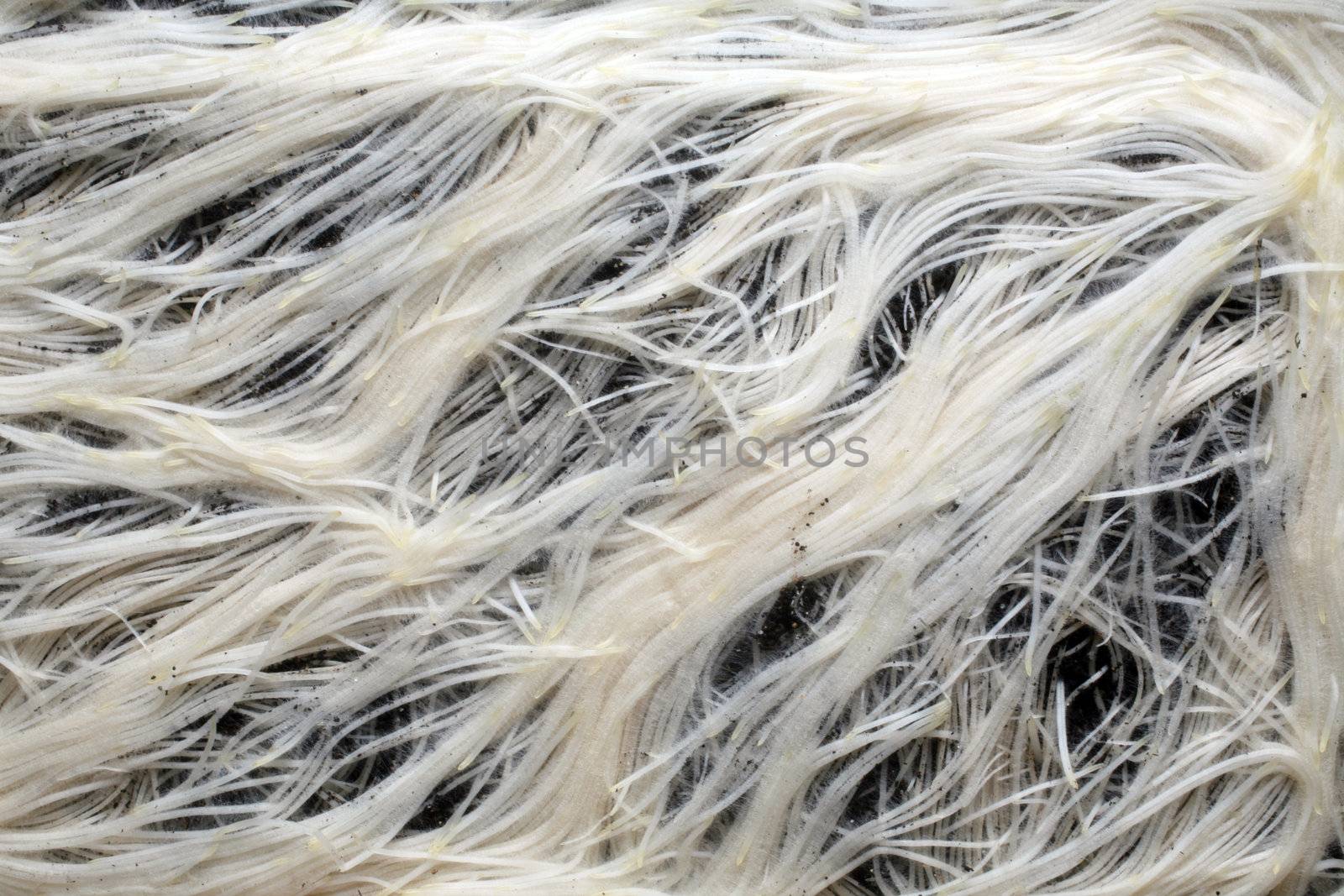 White roots close up background