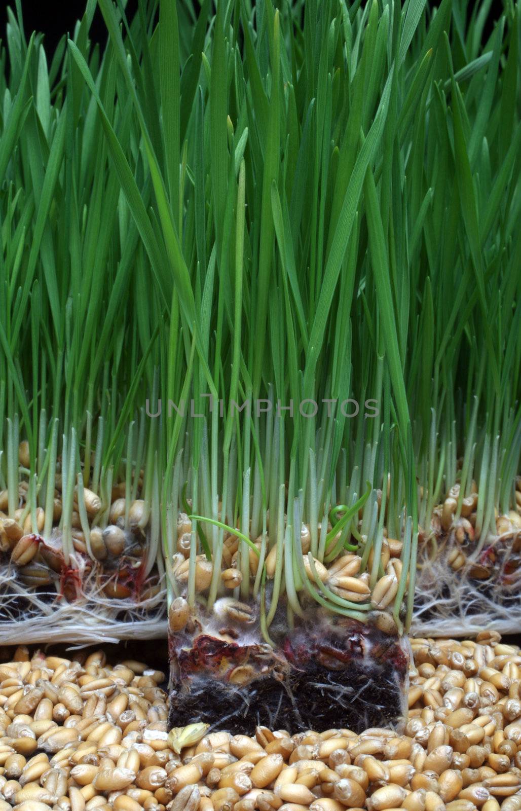 Growth wheat