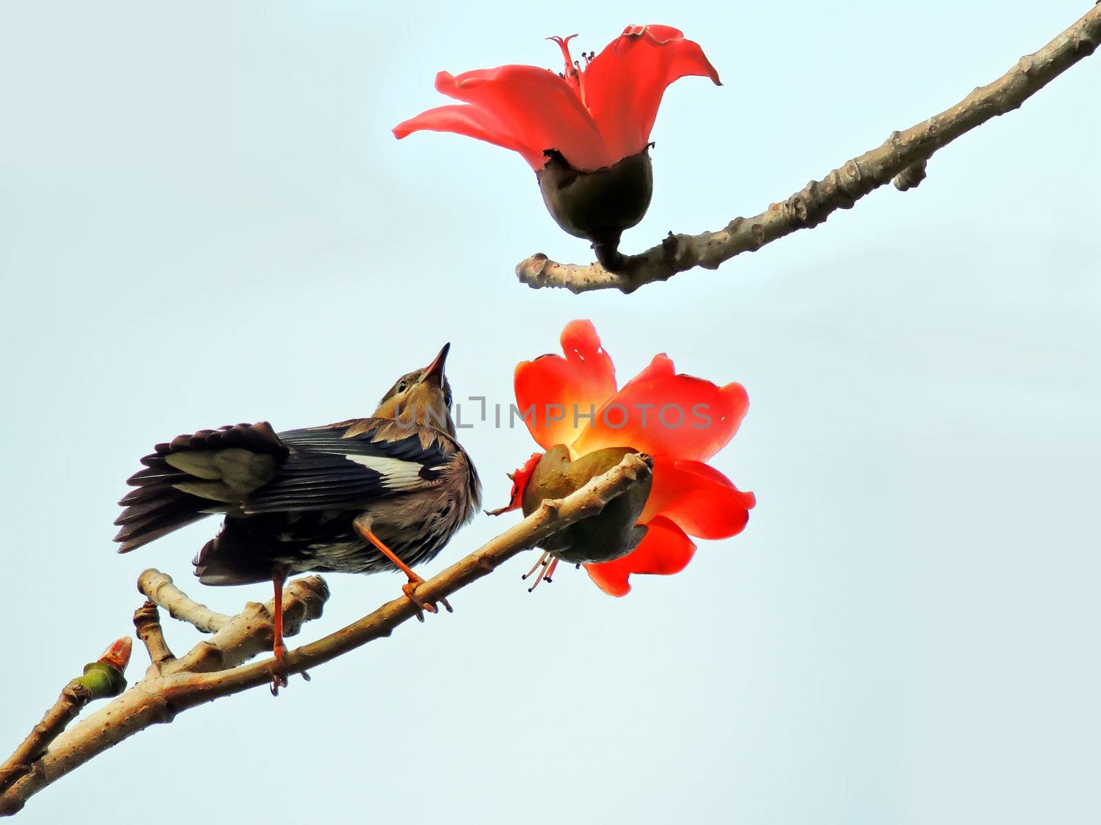 Kapok flower is the  bird's favorite food ,His scientific name is  Bomhax seiba