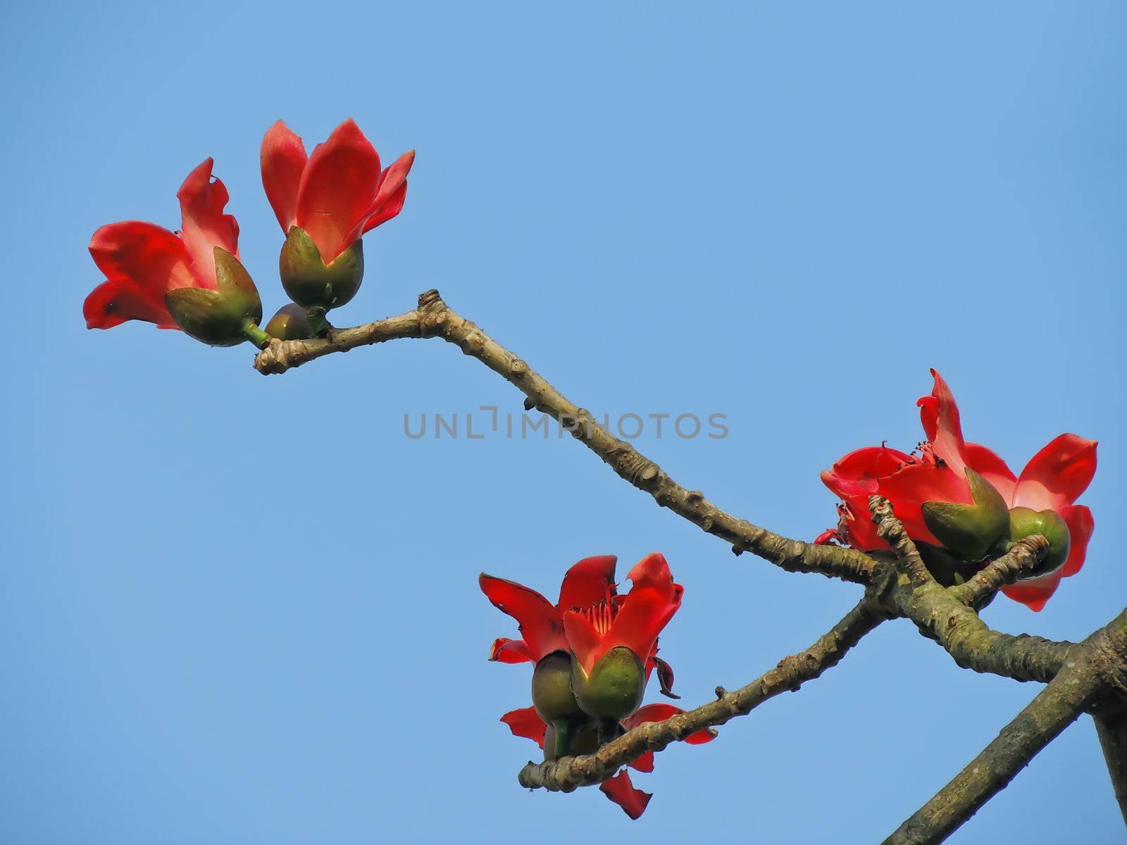 Kapok flower is the  bird's favorite food ,His scientific name is  Bomhax seiba