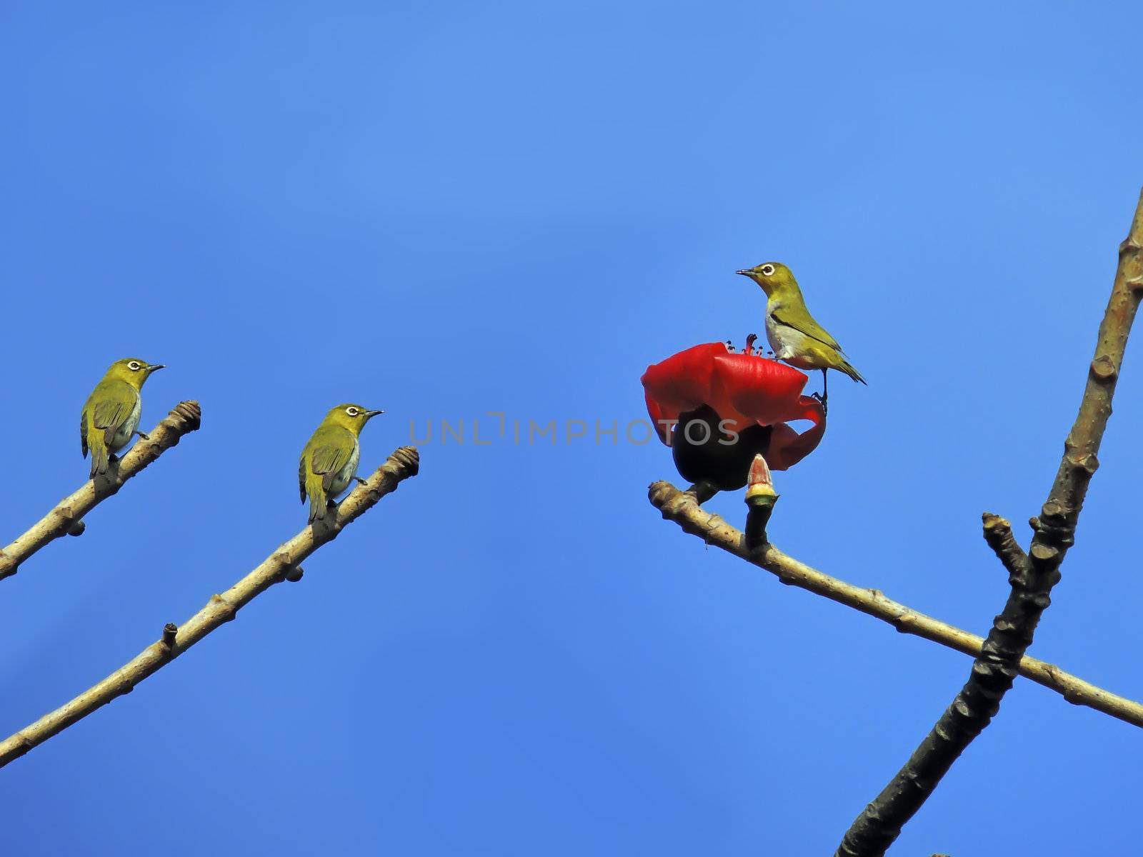 Kapok flower is the  bird's favorite food ,His scientific name is  Bomhax seiba