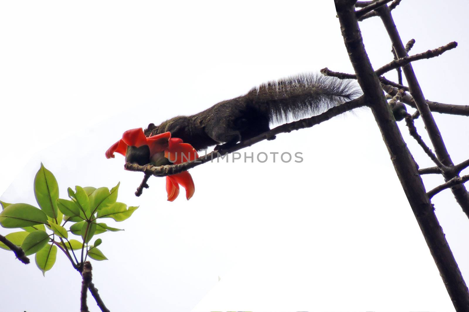 Kapok flower is the  squirrels's favorite food ,His scientific name is  Bomhax seiba